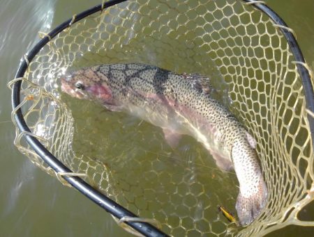 大安トラウトレイク 釣果